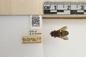 Media type: image;   Entomology 790190 Aspect: Labels